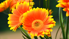 Gerbera_2.jpg